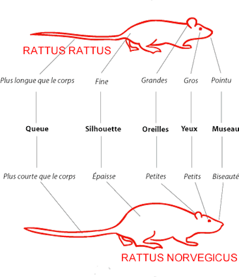 Illustration des différences entre deux espèces de rats : rattus rattus et rattus norvegicus 