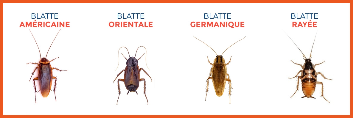 Les différentes espèces de cafards-blattes